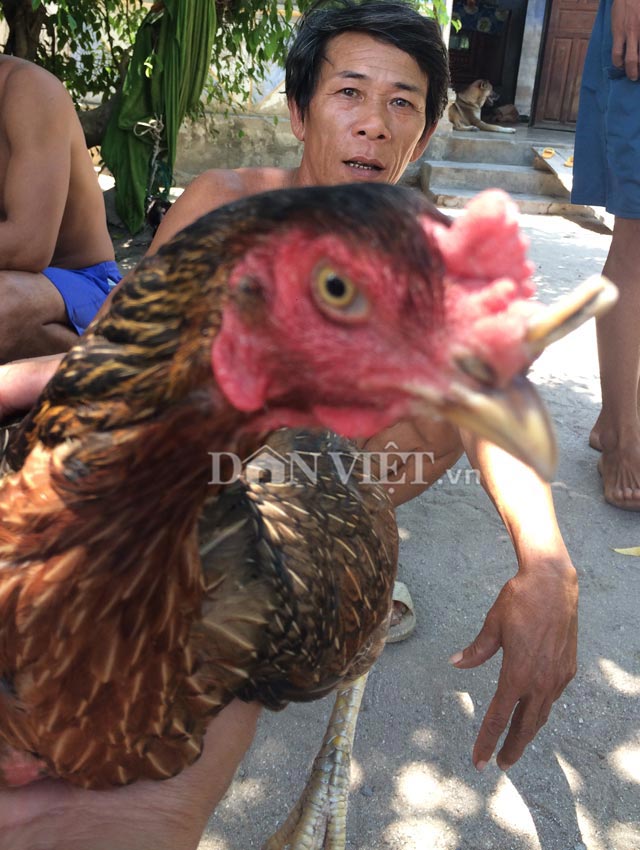 Kỳ lạ gà mái mọc sừng như tê giác, trả 10 triệu không bán - 3