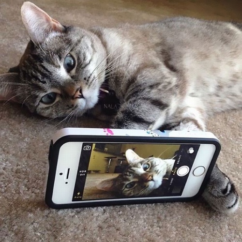 Nổi tiếng trên Instagram: Nhiều người thua cả một con mèo - 10