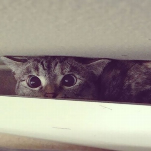 Nổi tiếng trên Instagram: Nhiều người thua cả một con mèo - 2