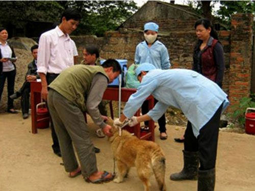 Việt Nam: Mỗi năm có 400.000 người bị chó, mèo cắn - 1