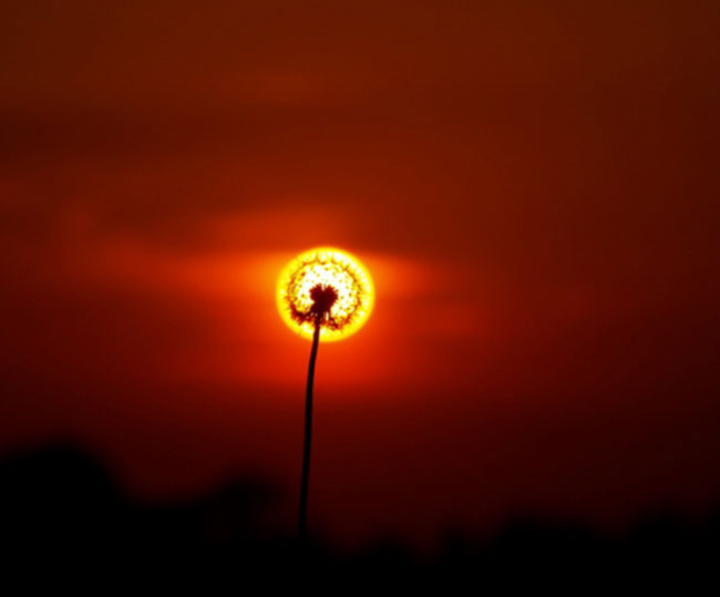 Hoa mặt trời?