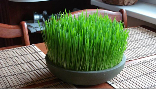 5 mẹo nhỏ thoát khỏi mùi hôi quá mức trên cơ thể - 3