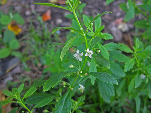 5 mẹo nhỏ thoát khỏi mùi hôi quá mức trên cơ thể - 4