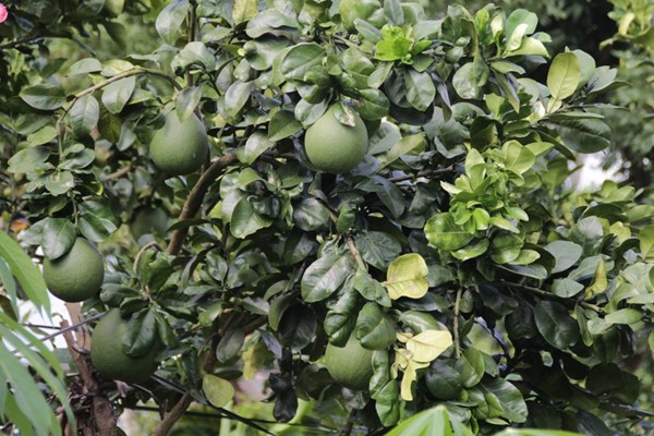 Nông dân trồng bưởi da xanh “hốt bạc” vì giá cao - 3