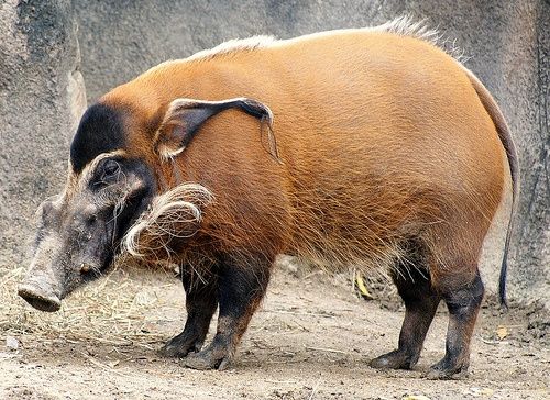 Con người góp phần tạo ra cả nghìn giống loài mới - 2