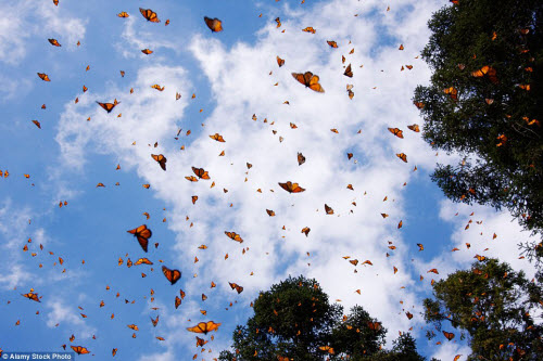 Hàng triệu bướm chúa di cư bay rợp trời Mexico - 1