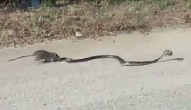 Video: Chuột mẹ đánh dữ dội, giải cứu con trong mồm rắn - 1