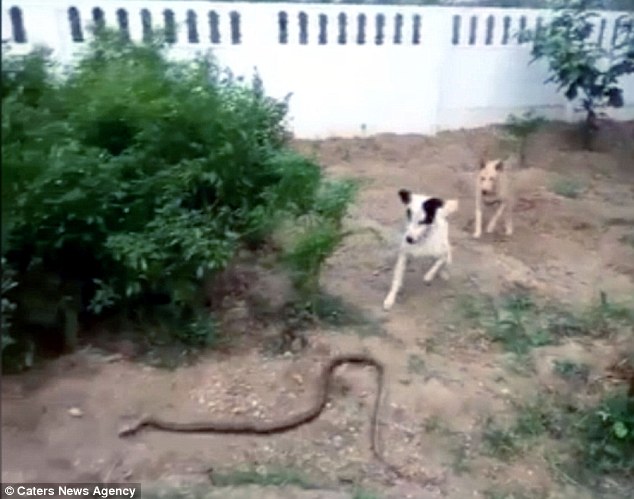Video: Chó chiến đấu với rắn khổng lồ bảo vệ nhà chủ - 1