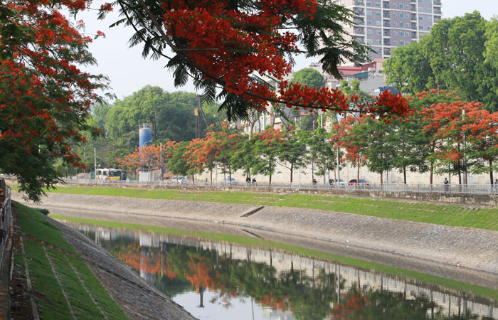 Hà Nội trồng phượng đại trà: “Ngột ngạt và đơn điệu” - 2