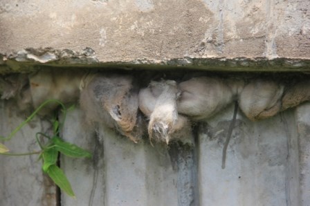 Nhiều vật lạ giữa các lớp bê tông ở cầu vượt đường sắt - 5