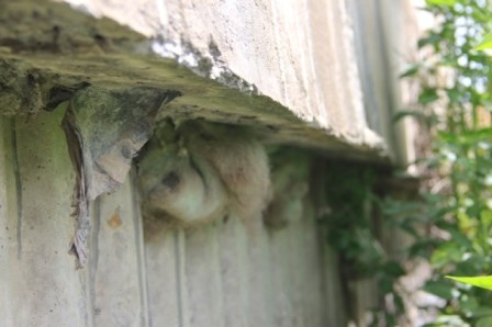 Nhiều vật lạ giữa các lớp bê tông ở cầu vượt đường sắt - 6