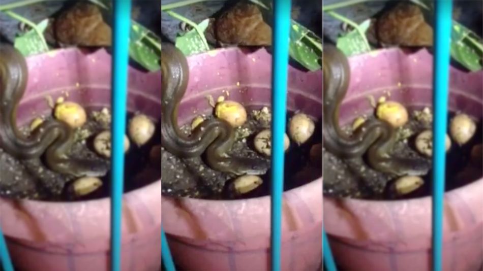 Video: Rắn mò vào ổ ăn trứng, dính seri đòn của gà mẹ - 1