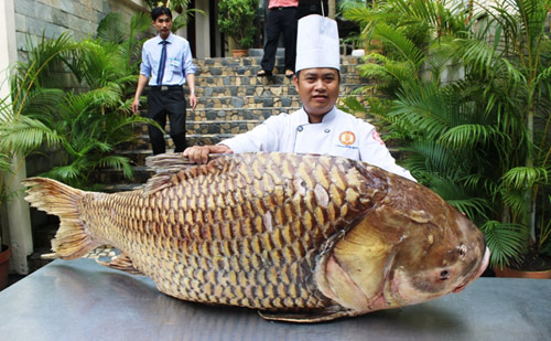 Cá hô nặng gần 130kg “bơi” từ Biển Hồ về Sài Gòn - 1