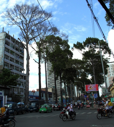 Cổ thụ gần 100 năm tuổi ở Sài Gòn bỗng chết bí ẩn - 2