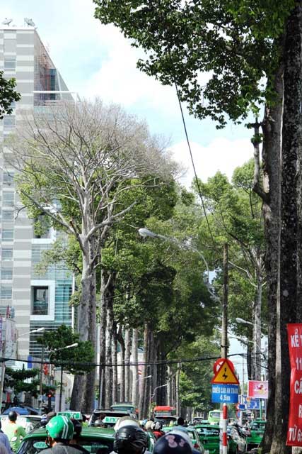 Cổ thụ gần 100 năm tuổi ở Sài Gòn bỗng chết bí ẩn - 4