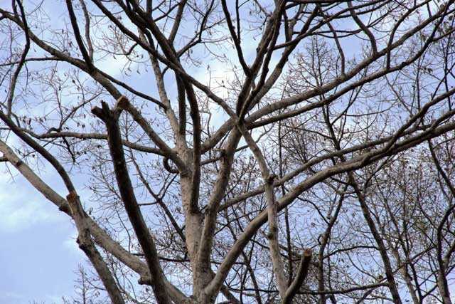 Cổ thụ gần 100 năm tuổi ở Sài Gòn bỗng chết bí ẩn - 3