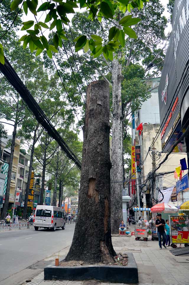 Cổ thụ gần 100 năm tuổi ở Sài Gòn bỗng chết bí ẩn - 8