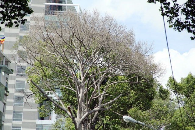 Cổ thụ gần 100 năm tuổi ở Sài Gòn bỗng chết bí ẩn - 5