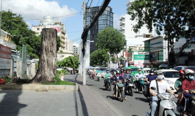 Cổ thụ gần 100 năm tuổi ở Sài Gòn bỗng chết bí ẩn - 7