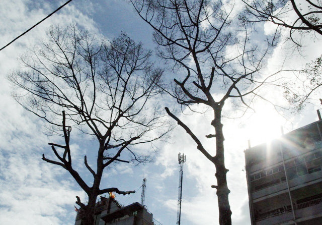 Cổ thụ gần 100 năm tuổi ở Sài Gòn bỗng chết bí ẩn - 6