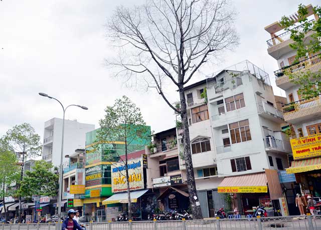 Cổ thụ gần 100 năm tuổi ở Sài Gòn bỗng chết bí ẩn - 13