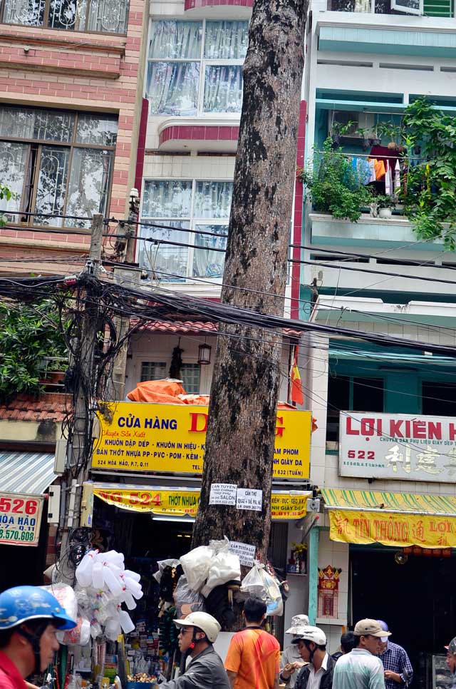 Cổ thụ gần 100 năm tuổi ở Sài Gòn bỗng chết bí ẩn - 12