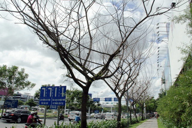 Cổ thụ gần 100 năm tuổi ở Sài Gòn bỗng chết bí ẩn - 10