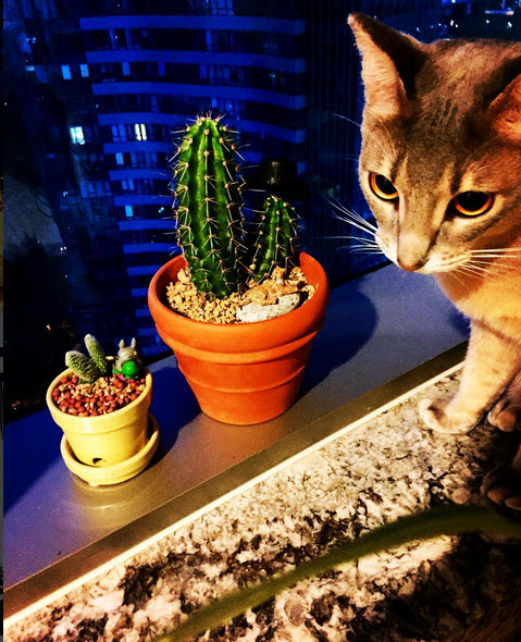 Căn nhà toàn đồ vật lạ và đắt tiền của G-Dragon - 2