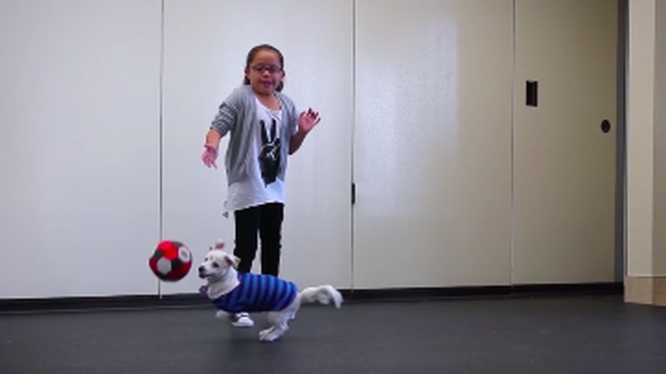 Mỹ: Bé gái 10 tuổi dạy chú chó điếc ngôn ngữ cử chỉ - 1