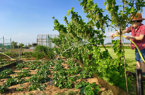 Mê mẩn vườn rau quả xanh mướt của mẹ Việt ở Hà Lan - 10