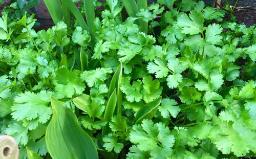 Mê mẩn vườn rau quả xanh mướt của mẹ Việt ở Hà Lan - 8