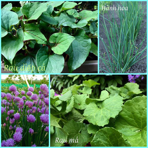 Mê mẩn vườn rau quả xanh mướt của mẹ Việt ở Hà Lan - 9