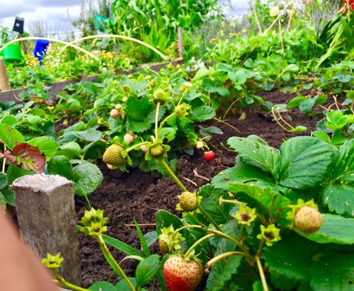 Mê mẩn vườn rau quả xanh mướt của mẹ Việt ở Hà Lan - 11