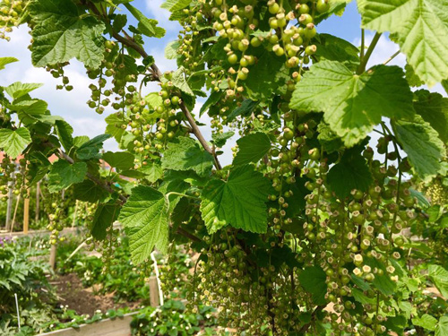 Mê mẩn vườn rau quả xanh mướt của mẹ Việt ở Hà Lan - 4