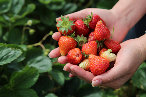 Mê mẩn vườn rau quả xanh mướt của mẹ Việt ở Hà Lan - 12