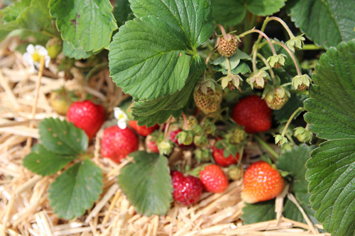 Mê mẩn vườn rau quả xanh mướt của mẹ Việt ở Hà Lan - 2