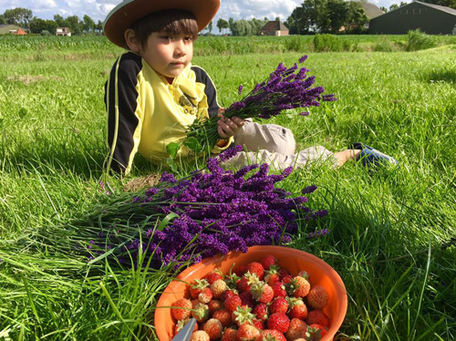 Mê mẩn vườn rau quả xanh mướt của mẹ Việt ở Hà Lan - 13