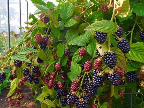 Mê mẩn vườn rau quả xanh mướt của mẹ Việt ở Hà Lan - 3