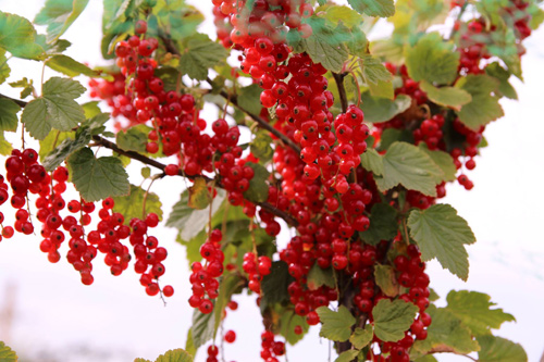 Mê mẩn vườn rau quả xanh mướt của mẹ Việt ở Hà Lan - 5