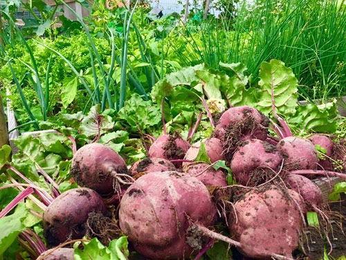 Mê mẩn vườn rau quả xanh mướt của mẹ Việt ở Hà Lan - 9