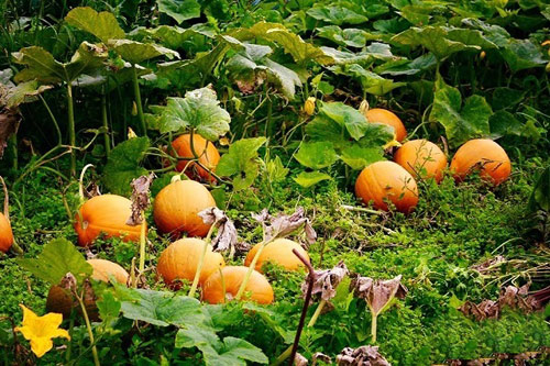 Mê mẩn vườn rau quả xanh mướt của mẹ Việt ở Hà Lan - 8