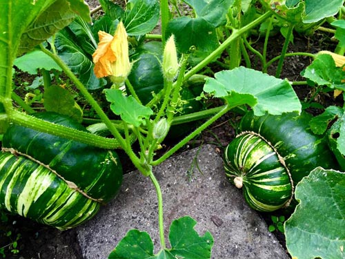 Mê mẩn vườn rau quả xanh mướt của mẹ Việt ở Hà Lan - 7