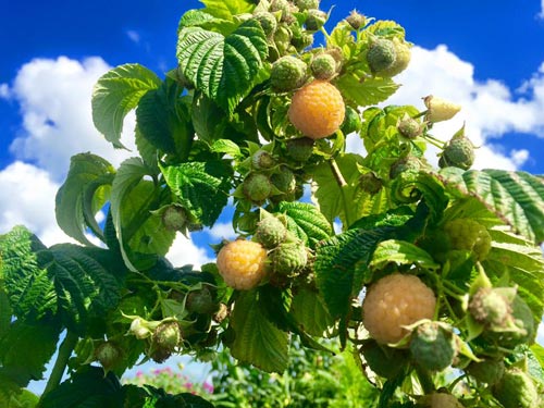 Mê mẩn vườn rau quả xanh mướt của mẹ Việt ở Hà Lan - 6