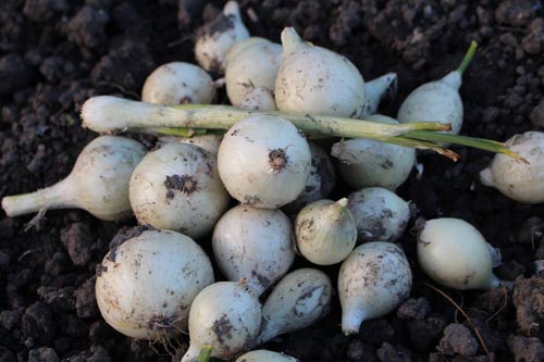 Mê mẩn vườn rau quả xanh mướt của mẹ Việt ở Hà Lan - 13