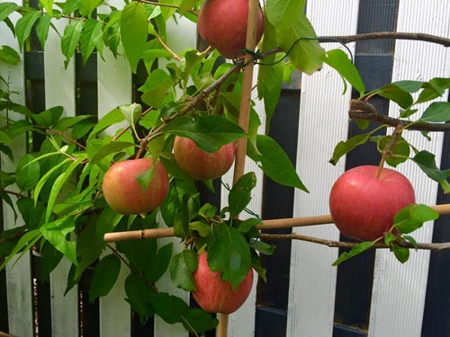 Mê mẩn vườn rau quả xanh mướt của mẹ Việt ở Hà Lan - 10