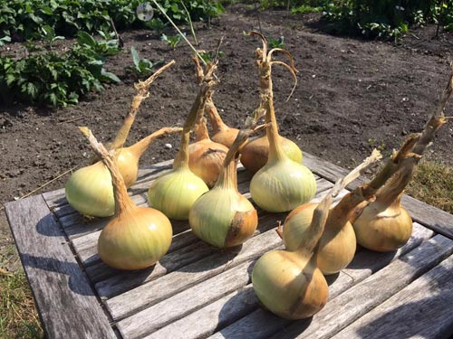 Mê mẩn vườn rau quả xanh mướt của mẹ Việt ở Hà Lan - 12