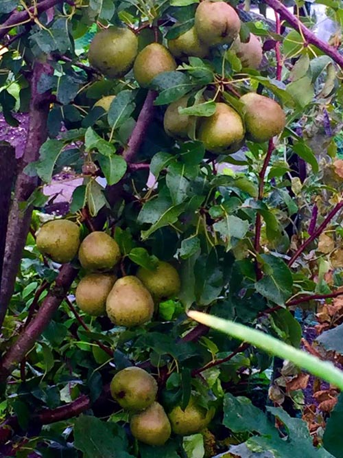 Mê mẩn vườn rau quả xanh mướt của mẹ Việt ở Hà Lan - 11