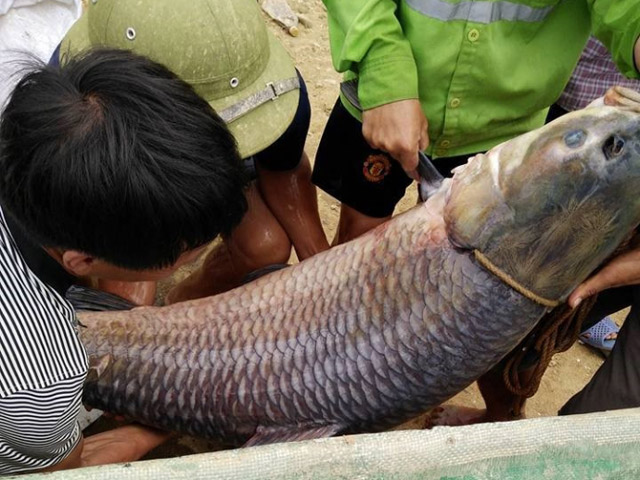 Thái Nguyên: Bắt được cá trắm "khủng" nặng 52kg - 1