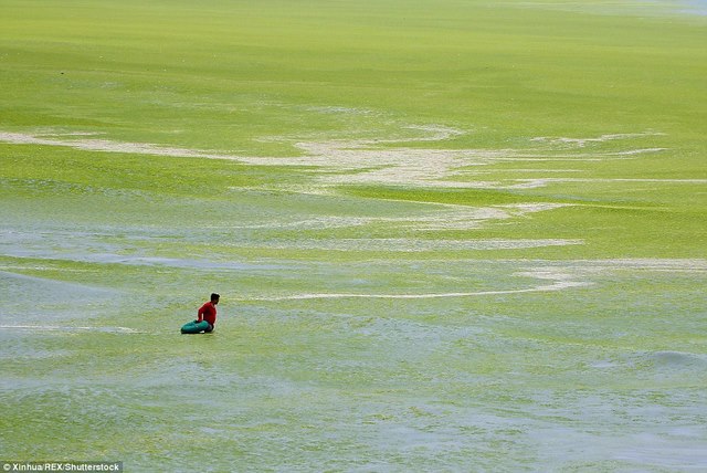 Ảnh: Tảo sinh sôi đột biến, phủ xanh lè bờ biển ở TQ - 2