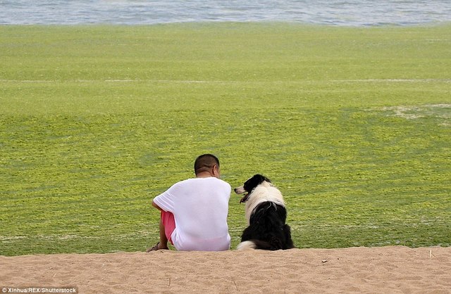 Ảnh: Tảo sinh sôi đột biến, phủ xanh lè bờ biển ở TQ - 5